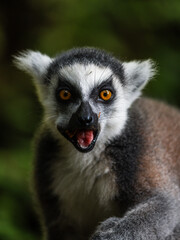Naklejka premium Lémurien dans un jardin zoologique du parc des mamelles en guadeloupe