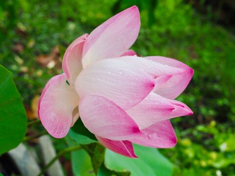 The indian lotus flower has pink petals; it looks beautiful.