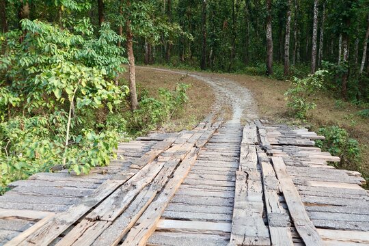 インド　シリグリ　森の古代橋
