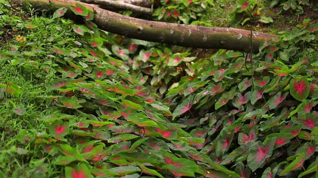 Lush green caladium leaves with vivid pink-red patterns growing naturally across the forest floor beneath a fallen tree. The dense foliage and colorful leaves create a rich tropical nature scene