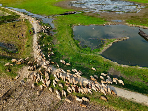 Aerial view of a large flock of sheep being herded along a dirt path through green fields and wetlands with people walking nearby and small boats in Kushtia, Khulna Division, Bangladesh.
