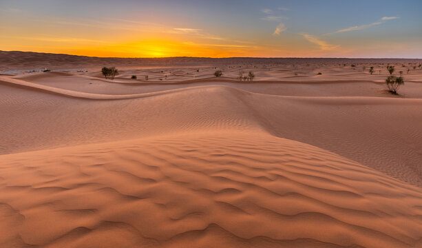 View of the Sahara Desert at sunset with golden light illuminating the rippled sand dunes and sparse desert vegetation in Douz, Kebili Governorate, Tunisia.