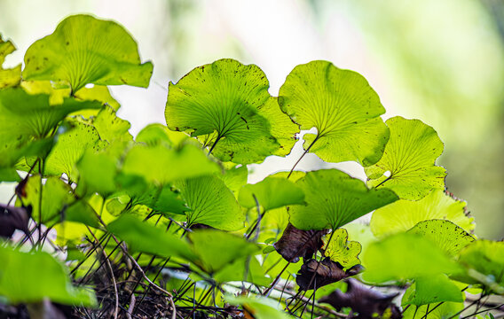Nierenfarn, Hymenophyllum nephrophyllum, Raurenga, Kopakopa, nierenfoermige Blaetter im Gegenlicht, Nahaufnahme, Ship Creek, Westcoast, Suedinsel, Neuseeland, gruener Bokeh Hintergrund