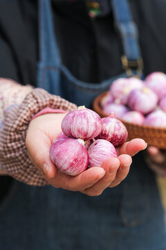 Fresh Purple Skin Garlic Bulbs in Hands - Nutritional Vegetable Ingredient from Yunnan Shandong China