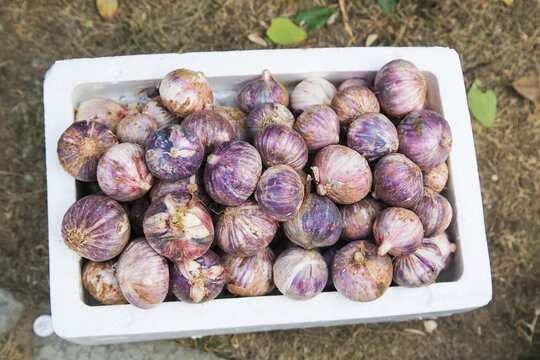 Fresh Purple Skin Garlic Bulbs in White Container - Premium Quality Organic Produce