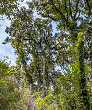 Kahikatea, Dacrycarpus dacrydioides, Blick senkrecht nach oben in Baumkronen des Sumpfwaldes, Ship Creek, Westcoast, Suedinsel, Neuseeland, Astelia Aufsitzerpflanzen im Geaest, Froschperspektive