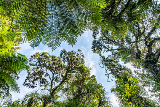 Kahikatea, Dacrycarpus dacrydioides, Blick senkrecht nach oben in Baumkronen des Sumpfwaldes, Ship Creek, Westcoast, Suedinsel, Neuseeland, Astelia Aufsitzerpflanzen im Geaest, Froschperspektive