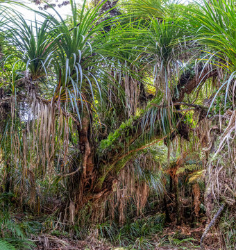 Ship Creek, teefarbenes Wasser gerahmt von ueberhaengenden Baumfarnen, Sumpfwald mit Flachs am Ufer, Westcoast, Suedinsel, Neuseeland, Spiegelung im ruhigen Bachlauf