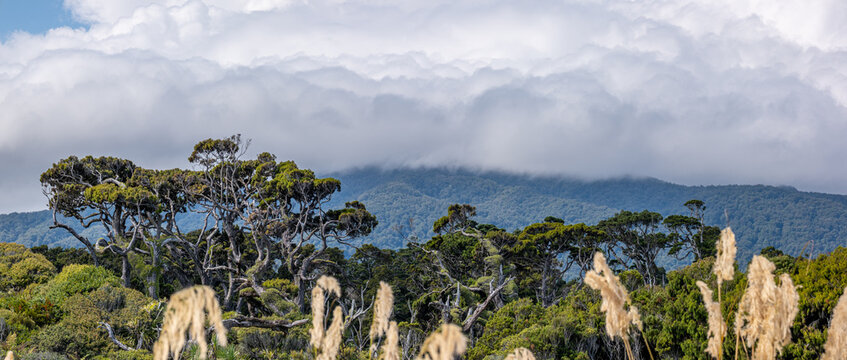 Windgeformte Baumsilhouetten am Waldrand, Ship Creek, Westcoast, Suedinsel, Neuseeland, verwitterte Aeste vor dramatischem Wolkenhimmel, Flachsblaetter im Vordergrund