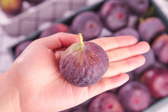 Fresh Purple Fig Fruit in Hand with Basket of Ripe Figs from Yunnan China