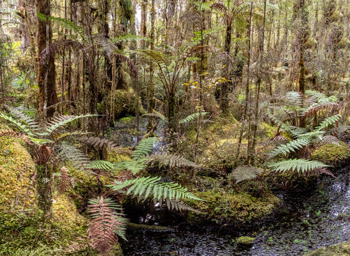 Ship Creek, teefarbenes Wasser gerahmt von ueberhaengenden Baumfarnen, Sumpfwald mit Flachs am Ufer, Westcoast, Suedinsel, Neuseeland, Spiegelung im ruhigen Bachlauf