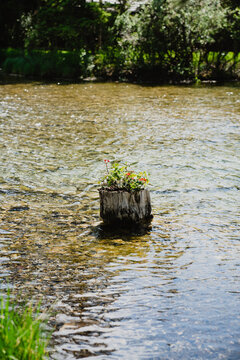 View of a rustic tree stump planter filled with colorful flowers sitting in the clear, shallow waters of a river with a rocky bed in Canmore, Alberta, Canada.