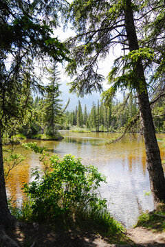 View of a serene pond surrounded by lush coniferous trees and dense forest with a mountain backdrop in Canmore, Alberta, Canada.