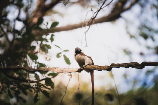 View of a cotton-top tamarin perched on a vine in the lush forest of Parque Nacional Natural Tayrona, Magdalena, Colombia.