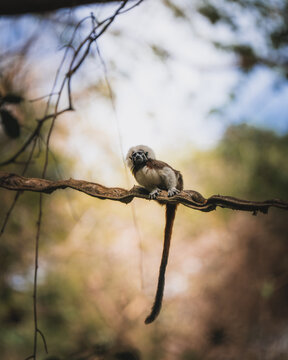 View of a cotton-top tamarin perched on a thick vine in the lush forest of Parque Nacional Natural Tayrona, Magdalena, Colombia.