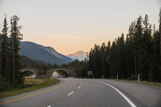 View of a wildlife overpass crossing over a highway surrounded by dense pine forests and mountains at sunset in Lake Louise, Alberta, Canada.