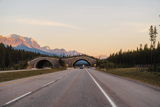 View of a wildlife overpass spanning a highway with mountains and pine forest in the background at Lake Louise, Alberta, Canada.