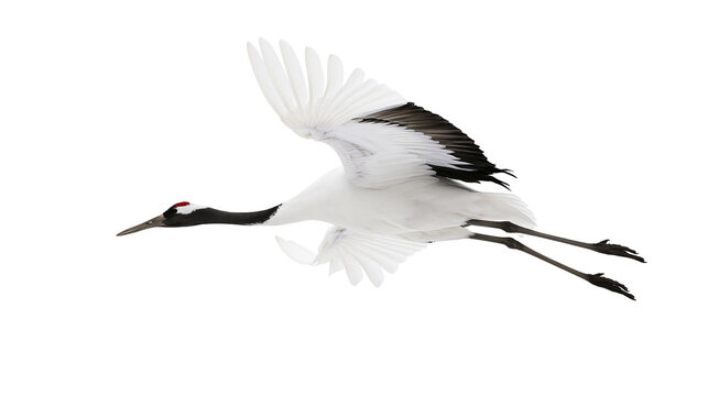 Red-crowned crane bird flying with wings spread wide