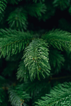 View of a lush green spruce branch covered in fresh morning dew drops in a forest in Norway.