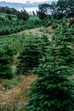 View of a Christmas tree plantation with rows of young spruce trees growing in a lush green field in Norway.