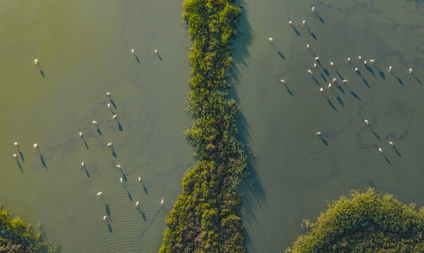 Aerial view of greater flamingos wading in the shallow waters of the Camargue wetlands, casting long shadows in the soft morning light, Aigues-Mortes, Occitanie, France.