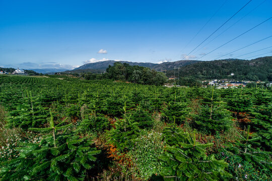 View of a Christmas tree plantation with rows of young spruce trees, lush green foliage, and distant mountains under a clear blue sky in Norway.
