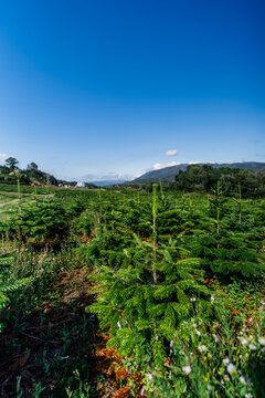View of rows of young spruce trees in a Christmas tree plantation under a clear blue sky in Norway.