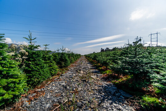 View of a Christmas tree plantation with rows of young spruce trees lining a rocky path under a clear blue sky in Norway.