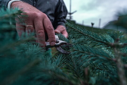 View of a worker using pruning shears to trim a spruce branch at a Christmas tree farm in Norway.