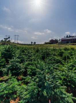 View of a Christmas tree farm with rows of young spruce trees, a red barn in the background, and power lines under a bright sunny sky in Norway.