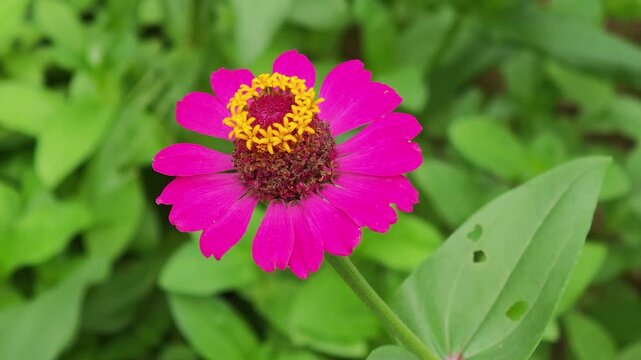 A blooming pink zinnia with beautiful layered petals.Pink zinnia blossom