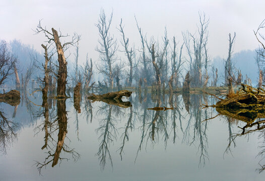 View of dead trees standing in a calm, misty swamp with clear reflections on the water surface in Pancevo, Vojvodina, Serbia.
