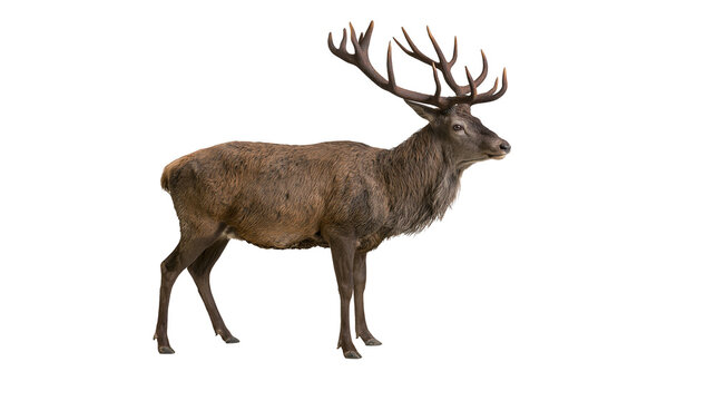 Majestic stag with large antlers standing profile view