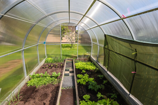 Inside view of an arched polycarbonate greenhouse with beds of young greens and vegetables