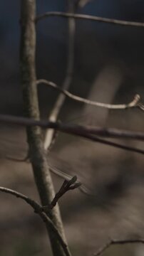 Long-tailed tit resting on mossy branch in spring forest