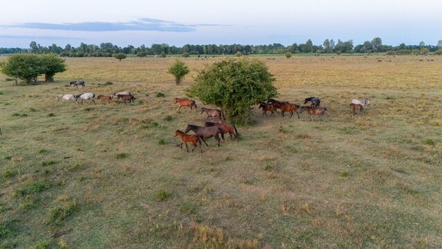 Aerial view of horses grazing in the grassy fields of the Special Nature Reserve Zasavica, with trees and a vast landscape under a clear sky in Zasavica, Vojvodina, Serbia.