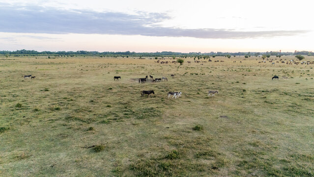 Aerial view of Special Nature Reserve Zasavica with donkeys grazing on the vast grassy plains under a soft sky in Zasavica, Vojvodina, Serbia.