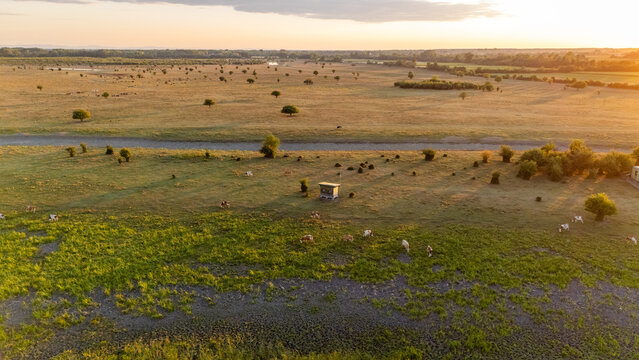 Aerial view of Special Nature Reserve Zasavica with grazing cows on grassy plains under golden hour light in Zasavica, Vojvodina, Serbia.