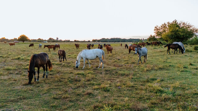 Aerial view of a herd of horses grazing in the Special Nature Reserve Zasavica, featuring diverse horse breeds in a vast grassy field in Zasavica, Vojvodina, Serbia.