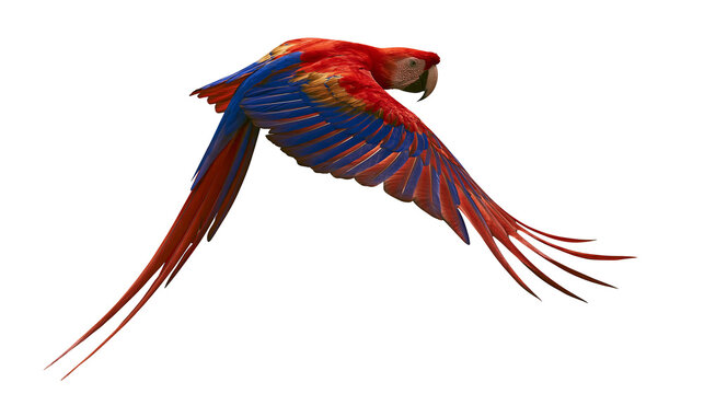Scarlet Macaw parrot flying with spread wings