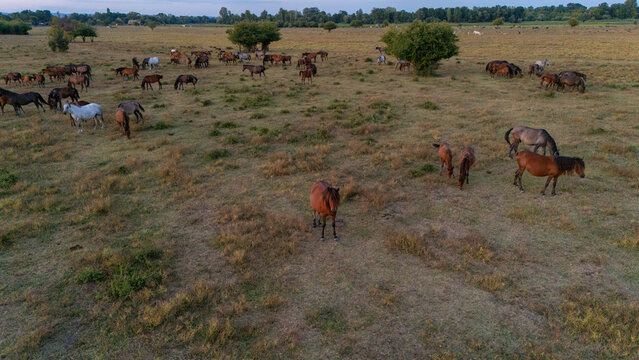 Aerial view of a herd of horses grazing in the Special Nature Reserve Zasavica, featuring vast grassy plains, scattered trees, and soft golden hour light in Zasavica, Vojvodina, Serbia.