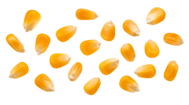 Flying corn kernels isolated on transparent background
