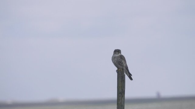 merlin (Falco columbarius, female) wintering bird sits on a pole as a viewing point in the middle of the steppe. North Black Sea region