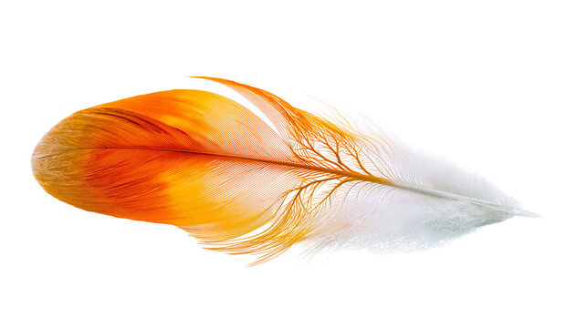 Orange and white feather with delicate barbs