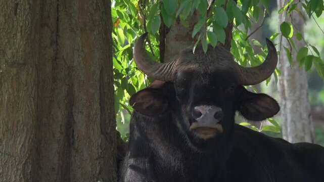bull