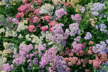 Achillea Summer Pastel Mix, beautiful mixed colors © H.A.Colijn