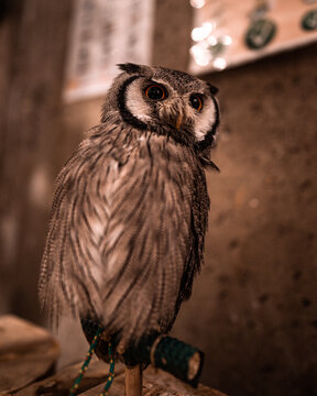 View of a Northern white-faced owl perched on a wooden stand with detailed feathers and large orange eyes in Japan.