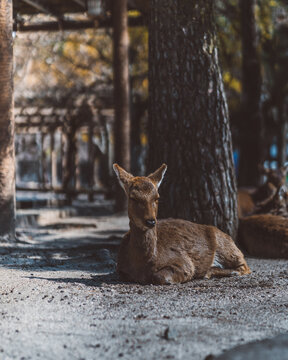 View of a deer resting on the ground in a wooded park area in Japan.