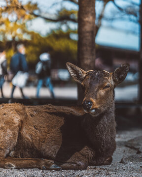 View of a brown deer resting on the ground with blurred people walking in the background in Japan.