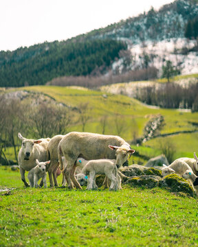 View of a flock of sheep with lambs grazing on a lush green farm hillside in Norway.